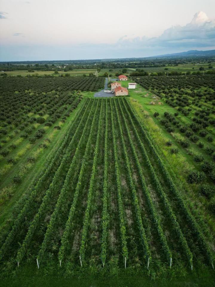Вилла Mestvireni Телави Экстерьер фото