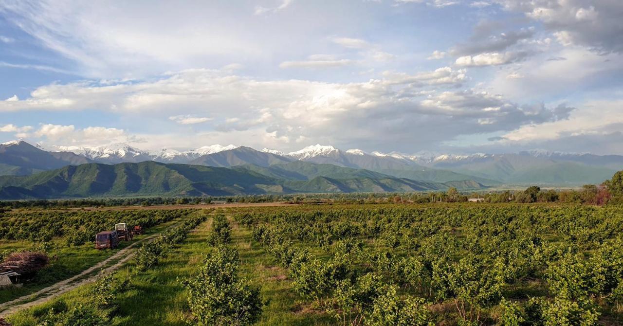 Вилла Mestvireni Телави Экстерьер фото